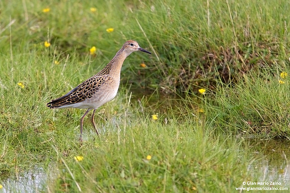 Philomachus pugnax /Combattente / Ruff / Combattant varié