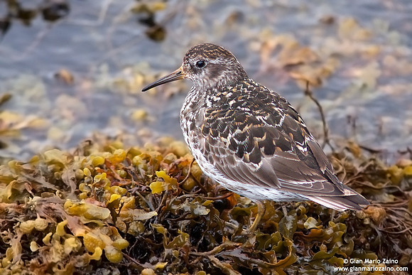Calidris maritima / Piovanello violetto / Purple Sandpiper / Bécasseau violet