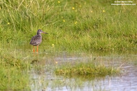 Tringa erythropus / Totano moro / Spotted redshank / Chevalier arlequin