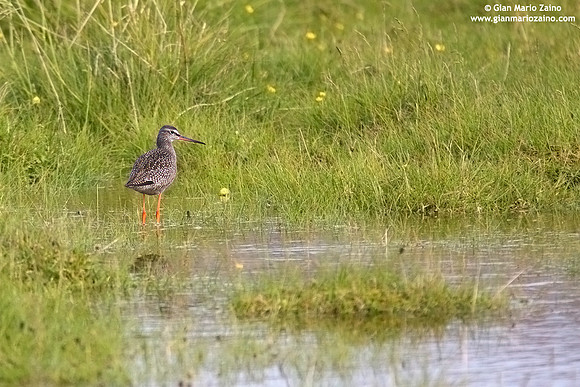 Tringa erythropus / Totano moro / Spotted redshank / Chevalier arlequin