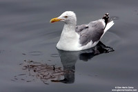 Larus argentatus / Gabbiano reale nordico / European herring gull / Goéland argenté
