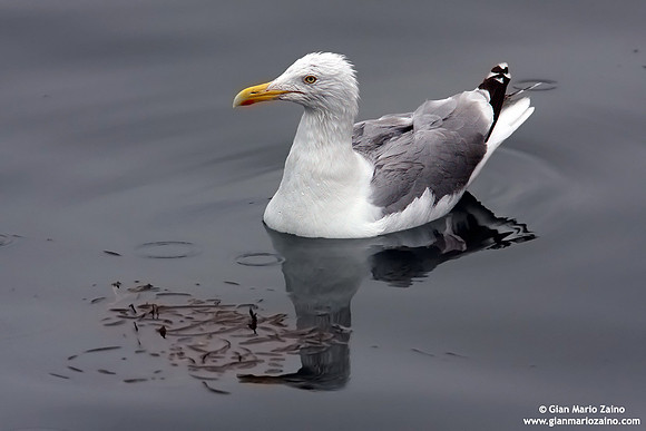 Larus argentatus / Gabbiano reale nordico / European herring gull / Goéland argenté