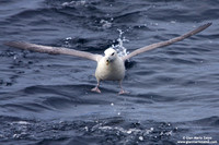 Fulmaro glacialis / Fulmaro / Northern Fulmar / Fulmar boréal