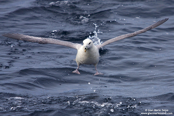 Fulmaro glacialis / Fulmaro / Northern Fulmar / Fulmar boréal