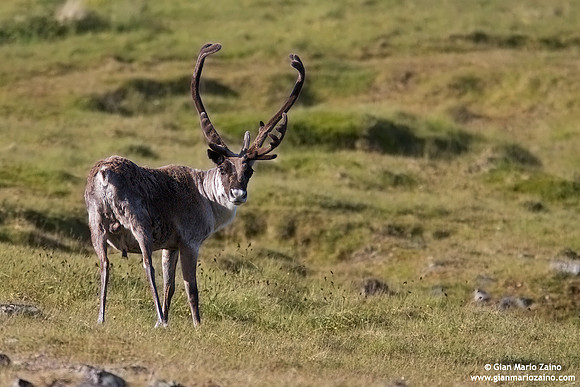 Rangifer tarandus / Renna / Reindeer / Caribou