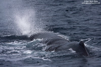 Physeter macrocephalus / Capodoglio / Sperm whale / Grand cachalot