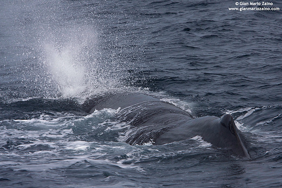 Physeter macrocephalus / Capodoglio / Sperm whale / Grand cachalot