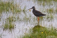 Tringa erythropus / Totano moro / Spotted redshank / Chevalier arlequin