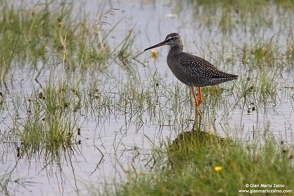 Tringa erythropus / Totano moro / Spotted redshank / Chevalier arlequin