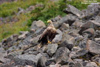 Haliaeetus leucocephalus / Aquila di mare / Bald eagle / Pygargue à tête blanche