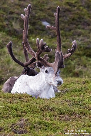 Rangifer tarandus / Renna / Reindeer / Caribou