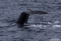 Physeter macrocephalus / Capodoglio / Sperm whale / Grand cachalot