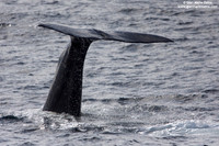 Physeter macrocephalus / Capodoglio / Sperm whale / Grand cachalot