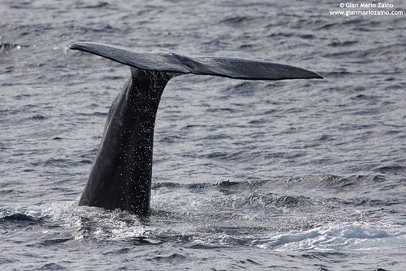 Physeter macrocephalus / Capodoglio / Sperm whale / Grand cachalot