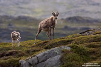 Rangifer tarandus / Renna / Reindeer / Caribou