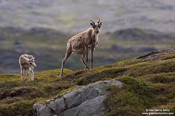 Rangifer tarandus / Renna / Reindeer / Caribou