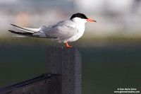 Sterna hirundo / Sterna comune / Common Tern / Sterne pierregarin