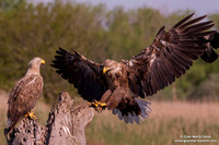 Haliaeetus albicilla / Aquila di mare / Sea eagle / Grand aigle de mer