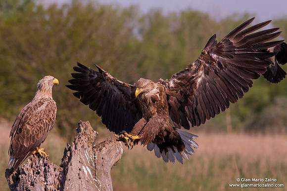 Haliaeetus albicilla / Aquila di mare / Sea eagle / Grand aigle de mer