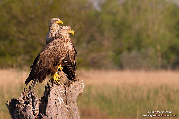 Haliaeetus albicilla / Aquila di mare / Sea eagle / Grand aigle de mer