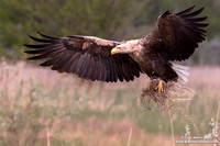 Haliaeetus albicilla / Aquila di mare / Sea eagle / Grand aigle de mer