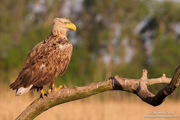 Haliaeetus albicilla / Aquila di mare / Sea eagle / Grand aigle de mer