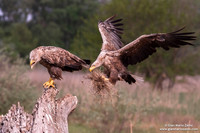 Haliaeetus albicilla / Aquila di mare / Sea eagle / Grand aigle de mer