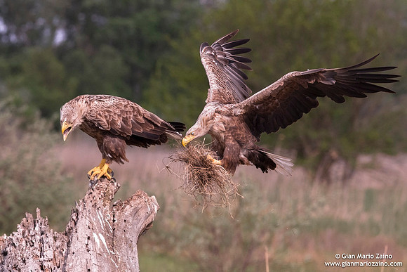 Haliaeetus albicilla / Aquila di mare / Sea eagle / Grand aigle de mer
