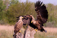Haliaeetus albicilla / Aquila di mare / Sea eagle / Grand aigle de mer