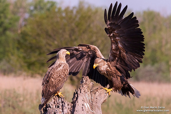 Haliaeetus albicilla / Aquila di mare / Sea eagle / Grand aigle de mer