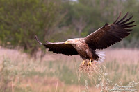 Haliaeetus albicilla / Aquila di mare / Sea eagle / Grand aigle de mer