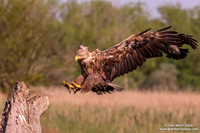 Haliaeetus albicilla / Aquila di mare / Sea eagle / Grand aigle de mer