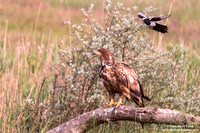Haliaeetus albicilla / Aquila di mare / Sea eagle / Grand aigle de mer
