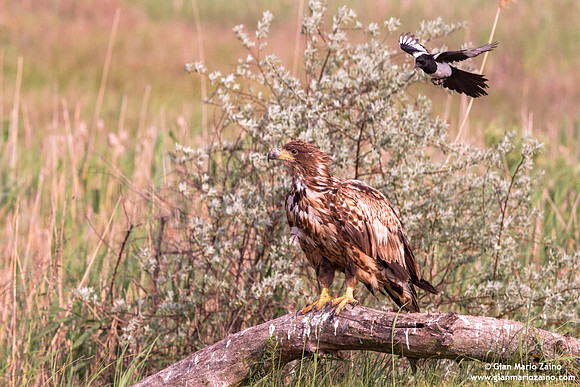 Haliaeetus albicilla / Aquila di mare / Sea eagle / Grand aigle de mer