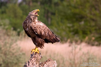 Haliaeetus albicilla / Aquila di mare / Sea eagle / Grand aigle de mer