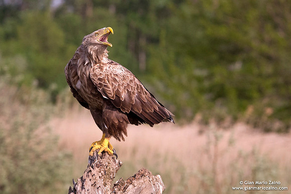 Haliaeetus albicilla / Aquila di mare / Sea eagle / Grand aigle de mer