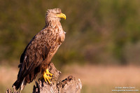 Haliaeetus albicilla / Aquila di mare / Sea eagle / Grand aigle de mer