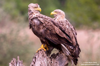 Haliaeetus albicilla / Aquila di mare / Sea eagle / Grand aigle de mer