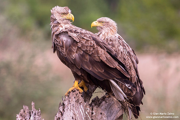 Haliaeetus albicilla / Aquila di mare / Sea eagle / Grand aigle de mer