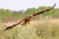 Haliaeetus albicilla / Aquila di mare / Sea eagle / Grand aigle de mer