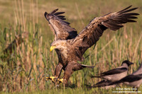 Haliaeetus albicilla / Aquila di mare / Sea eagle / Grand aigle de mer
