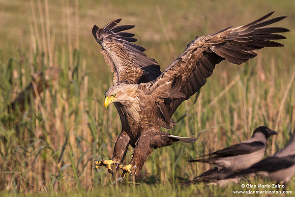 Haliaeetus albicilla / Aquila di mare / Sea eagle / Grand aigle de mer
