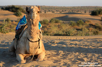 Camelus dromedarius / Dromedario / Dromedary / Dromadaire