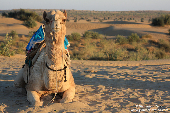 Camelus dromedarius / Dromedario / Dromedary / Dromadaire