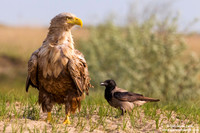Haliaeetus albicilla / Aquila di mare / Sea eagle / Grand aigle de mer