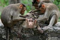 Macaca radiata / Macaco dal berretto indiano / Bonnet macaque / Macaque à bonnet