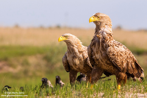Haliaeetus albicilla / Aquila di mare / Sea eagle / Grand aigle de mer