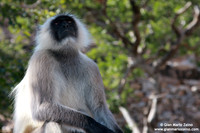Presbytis entellus / Macaco entello / Gray langurs / Langur sacré