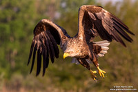 Haliaeetus albicilla / Aquila di mare / Sea eagle / Grand aigle de mer