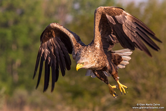 Haliaeetus albicilla / Aquila di mare / Sea eagle / Grand aigle de mer
